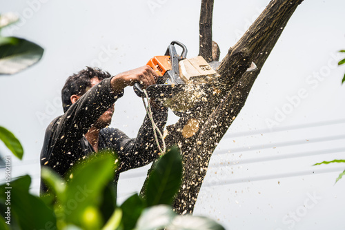 Lumberjack in a black shirt sawing a chainsaw on mango tree.