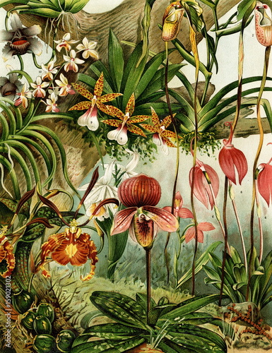 Fototapeta Naklejka Na Ścianę i Meble -  Orchids (from Meyers Lexikon, 1896, 13/216/217)
