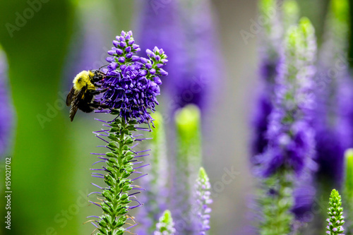Bee