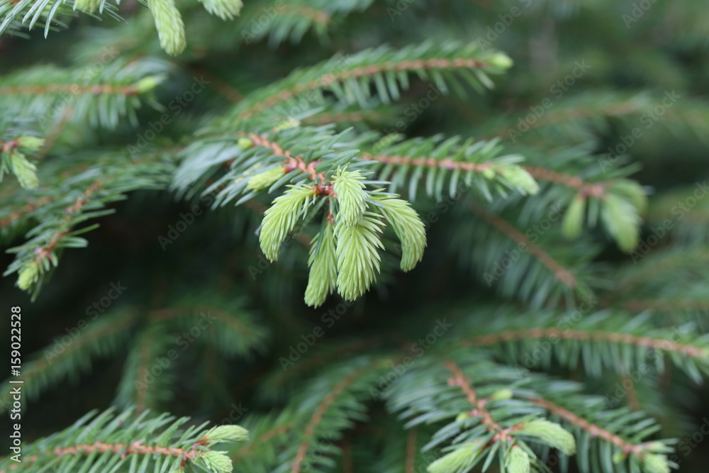 Coniferous trees in forest / Needles close-up Coniferous trees in forest / Needles close-up