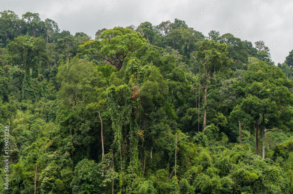 Luxuriant forests in southeast Asia