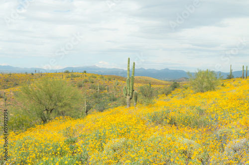 Saguaro Cactus with yellow  wild flowers.