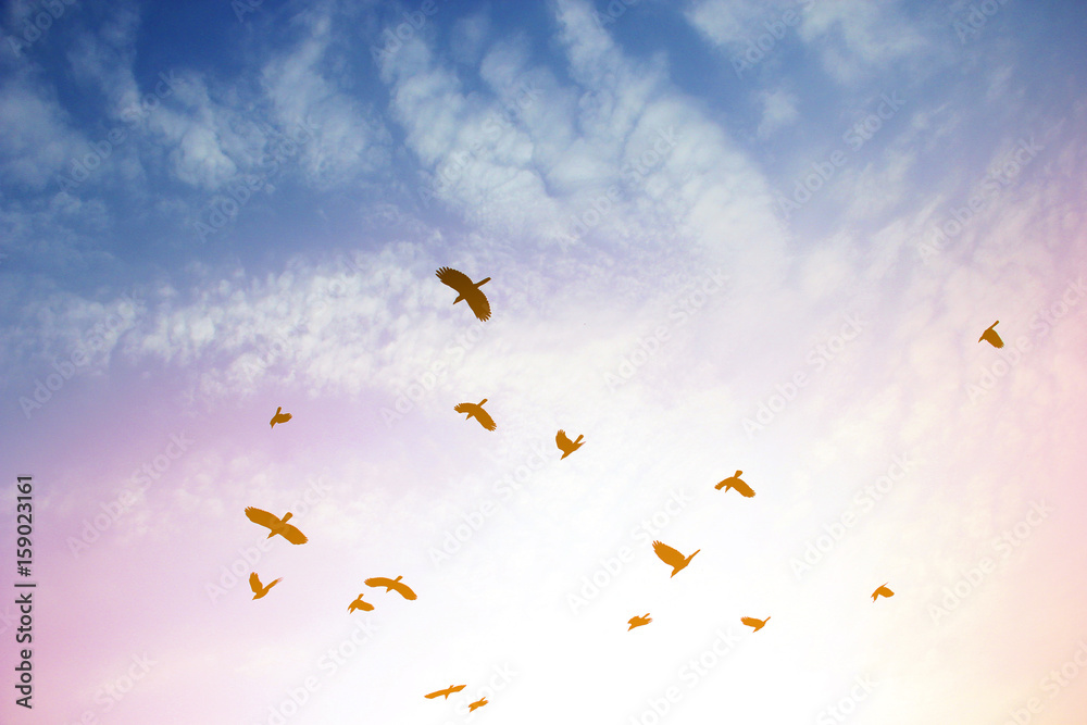 Fototapeta premium Bird in sky