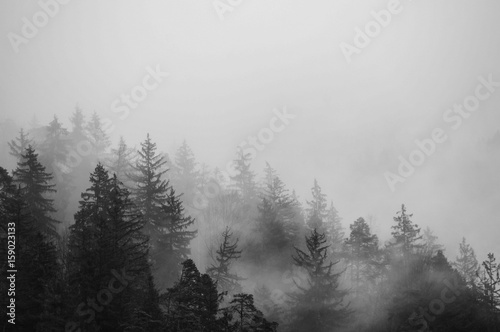 Mysterious winter landscape  black and white 