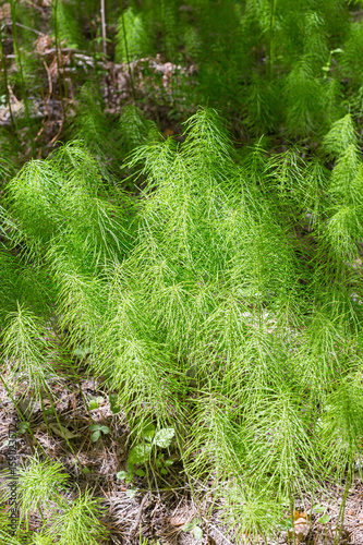 Horsetail   lat. Equisetum arvense  