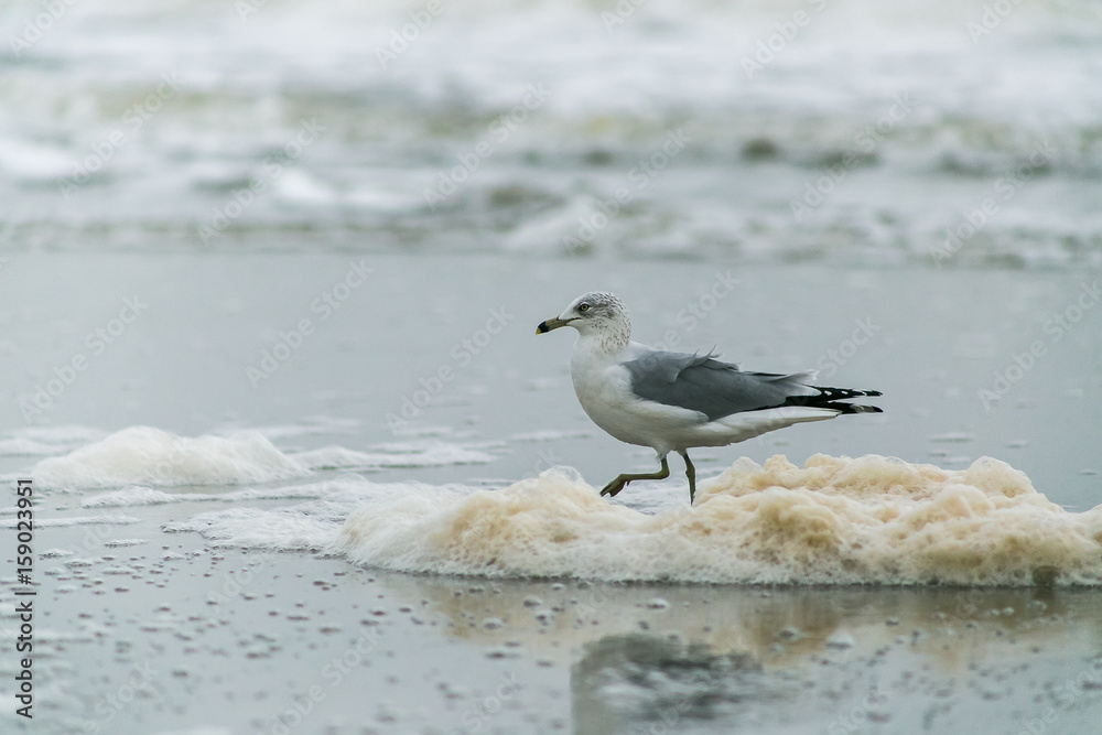 Seagull strutting through sea foam on the shore Seagull strutting through sea foam on the shore