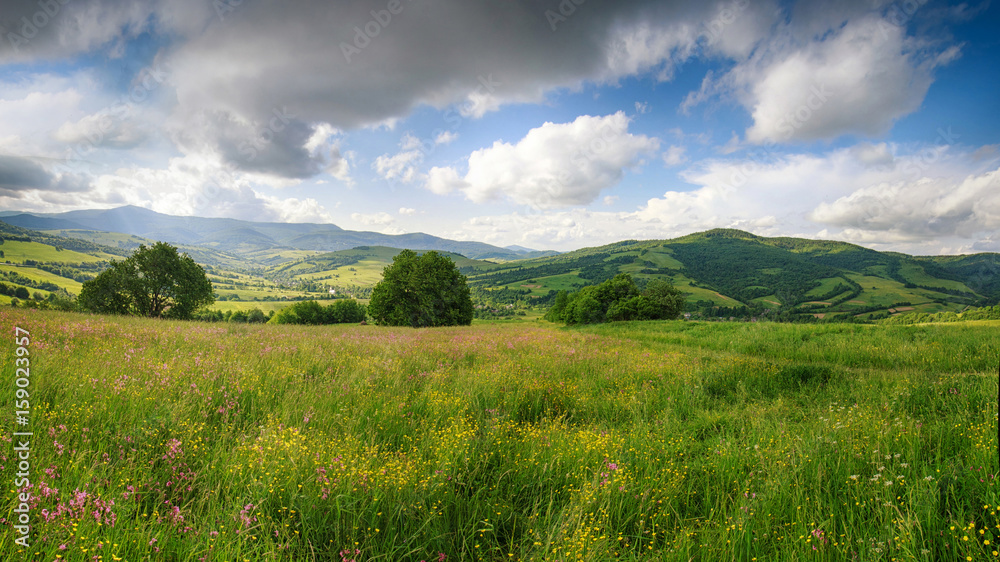 Panoramic view of the blooming flowers, summer meadow in the mountains and blue cloudy sky. Alpine seasons, natural background.