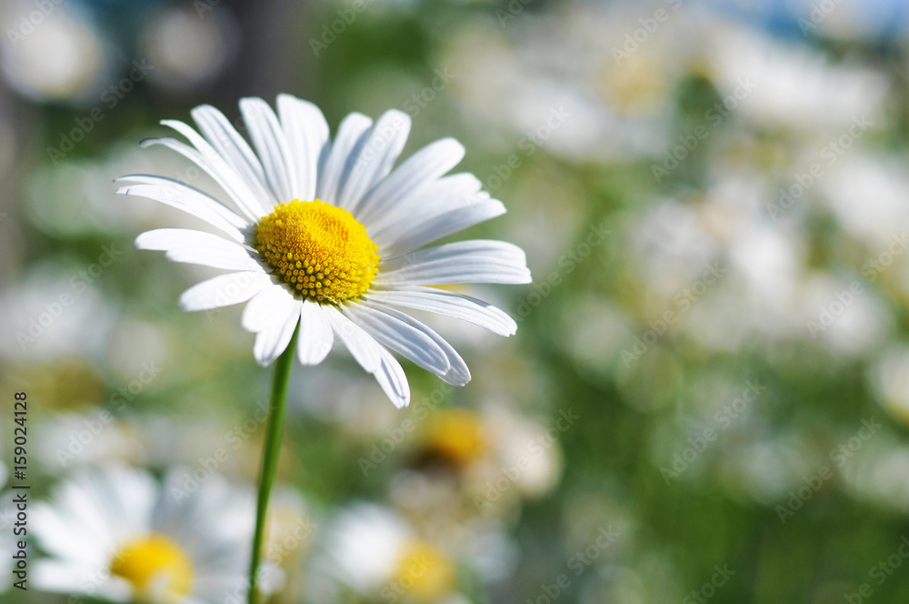 Flowering chamomile growing in summer meadow close up Flowering chamomile growing in summer meadow close up