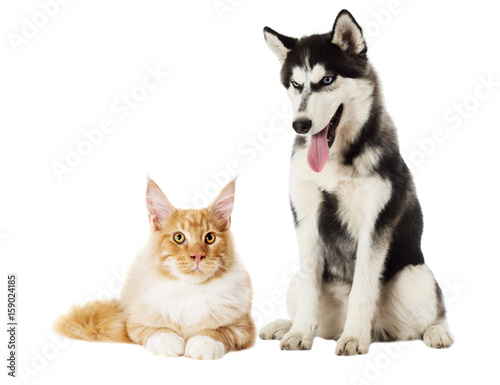 Siberian husky and cat on white background