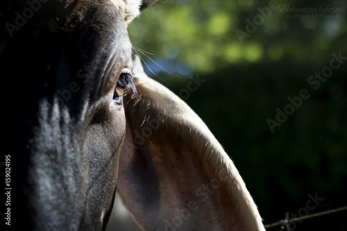 Ox up close