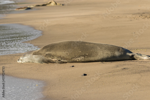 Monk Seal on Beach