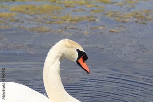 Portrait of mute Swan on the background of the natural habitat...