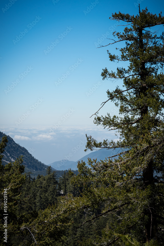 Pine trees in the mountains above low clouds. Pine trees in the mountains above low clouds.
