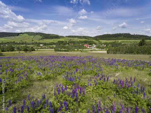 Aerial view of the summer time in mountains near Stronie Slaskie. Lupinus flowers on the hill - clouds over blue sky. View from above.
