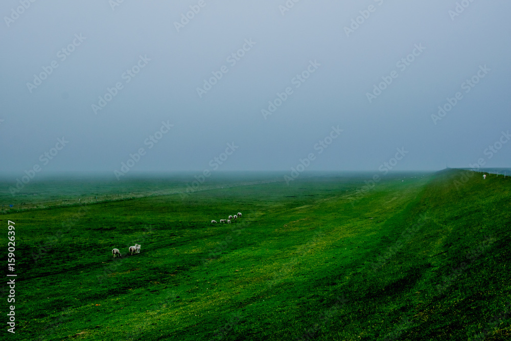 Obraz premium big green field with a foggy environment