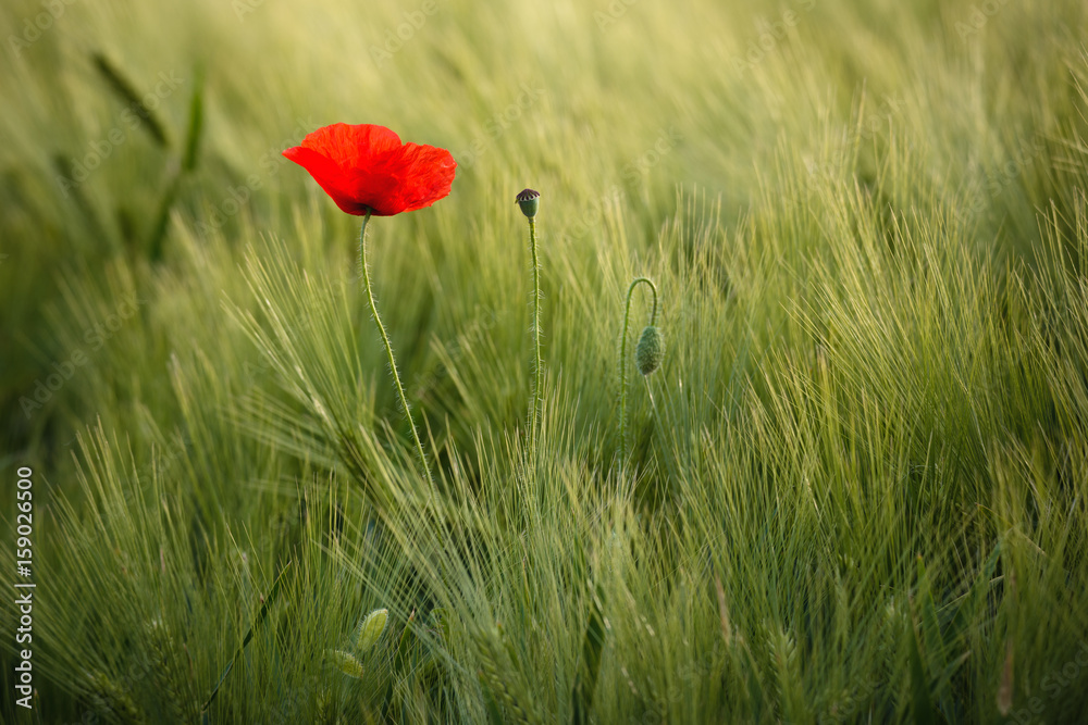 Sunlit Red Wild Poppy,Are Shot With Shallow Depth Of Sharpness, On A Background Of A Wheat Field. Landscape With Poppy. Rural Plot With Poppy And Wheat. Lonely Red Poppy Close-Up Among Wheat. Czech
