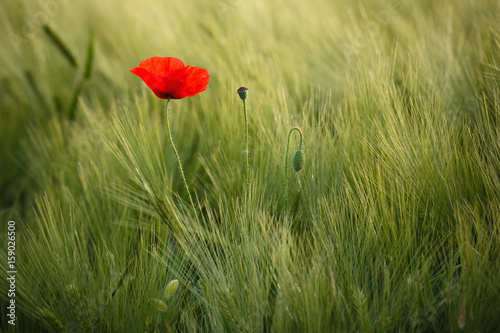 Sunlit Red Wild Poppy,Are Shot With Shallow Depth Of Sharpness, On A Background Of A Wheat Field. Landscape With Poppy. Rural Plot With Poppy And Wheat. Lonely Red Poppy Close-Up Among Wheat. Czech