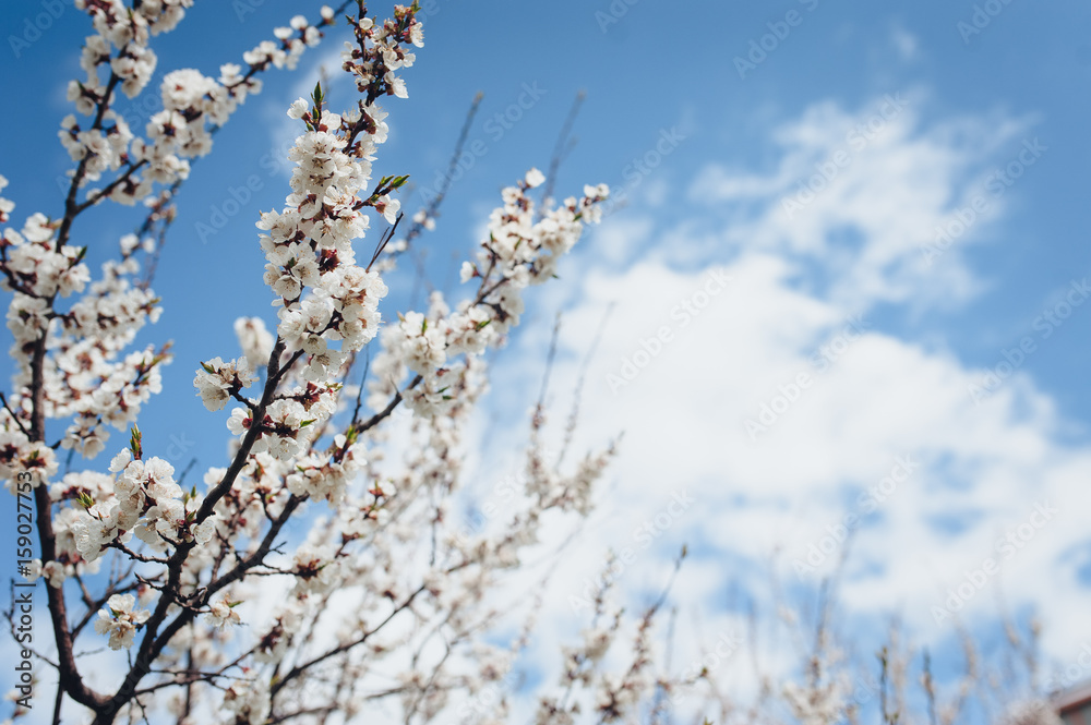 Blossom apricot tree branches against the blue sky. White clouds background. Spring in central Europe. Blossom apricot tree branches against the blue sky. White clouds background. Spring in central Europe.