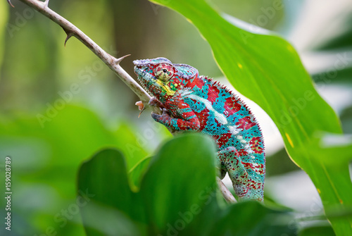 Canvastavla Panther Chameleon, Masoala, Madagascar