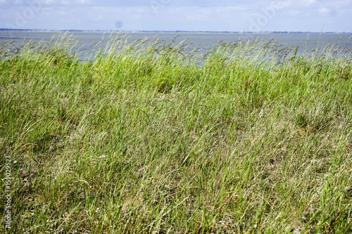 Fototapeta Naklejka Na Ścianę i Meble -  Grass on coast