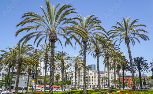 Beautiful palm trees in San Diego Downtown - SAN DIEGO - CALIFORNIA - APRIL 21, 2017 © 4kclips