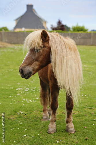 poney brun avec longue crinière blonde dans pré © mariesacha
