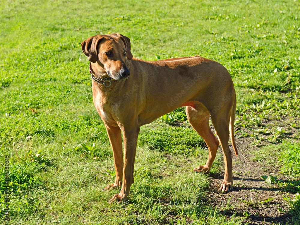 Rhodesian ridgeback has also previously been known as Van Rooyen's lion dog or African lion hound or African lion dog