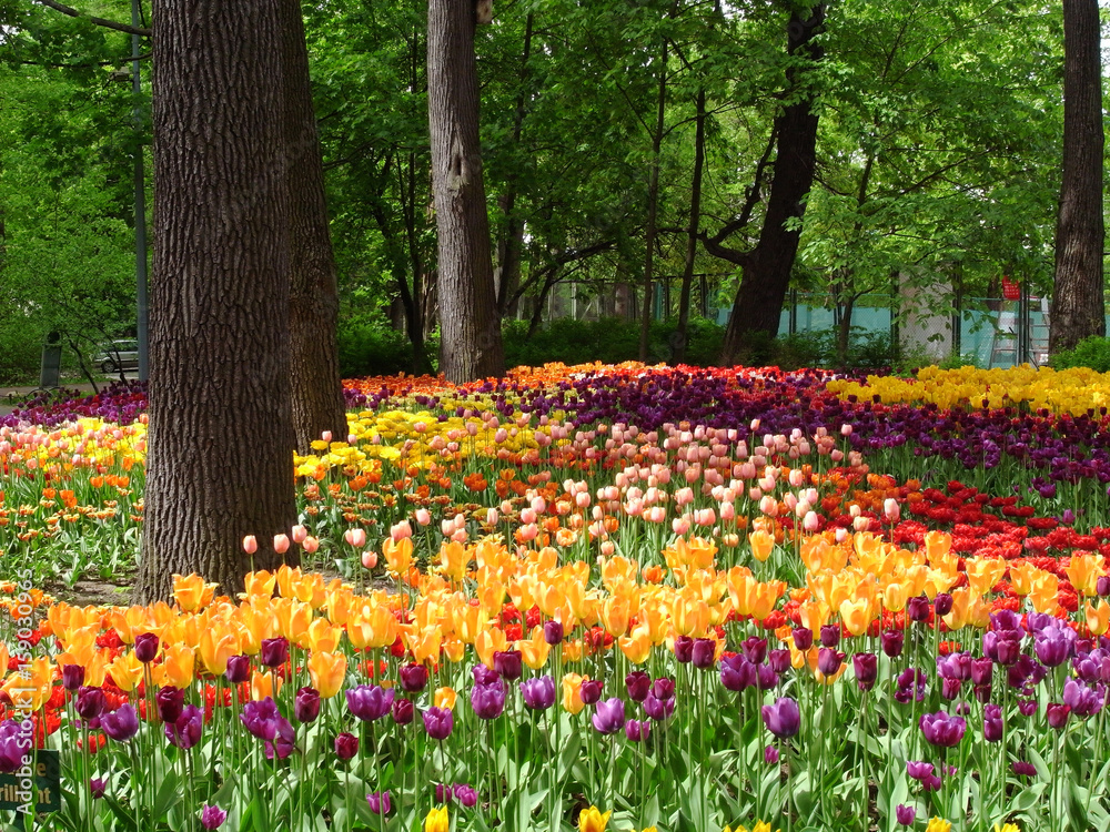 Field of tulips. Flowering of tulips in the parks of the city. Abundance of species of tulips.
