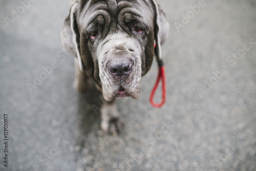 Neapolitan Mastiff portrait photo