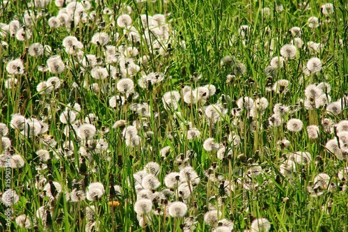 Dandelion on green grass background.