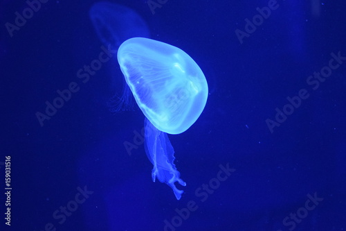  blue Jellyfish