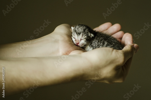 Newborn colorful kitten