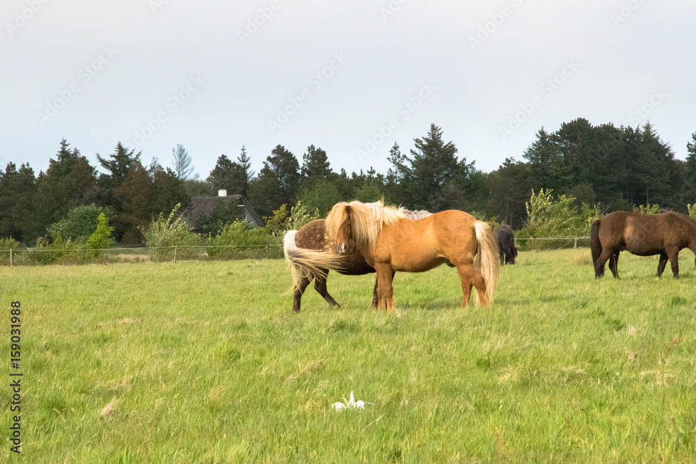 a lovely horse in a big green field