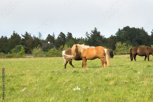 a lovely horse in a big green field