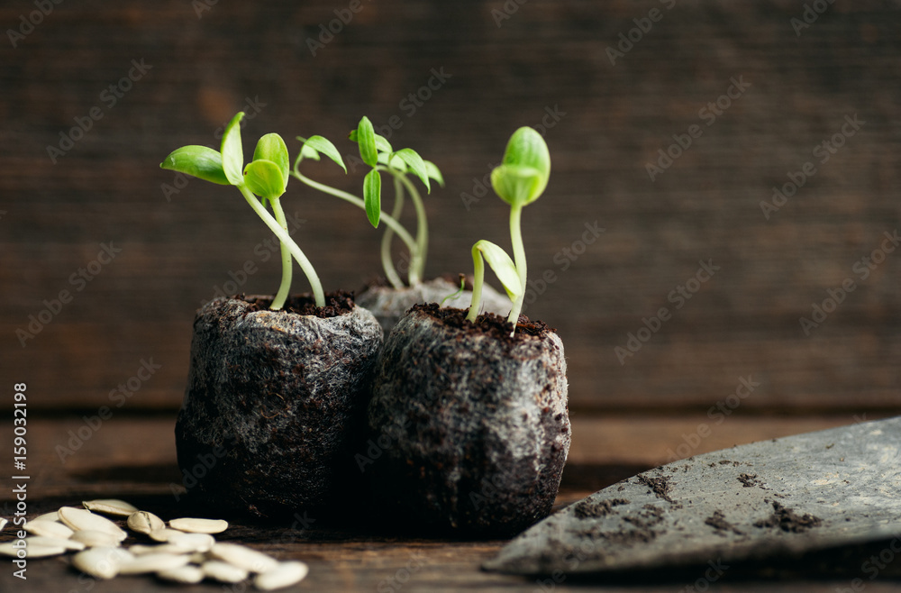 © Melanie DeFazio/Stocksy - plants