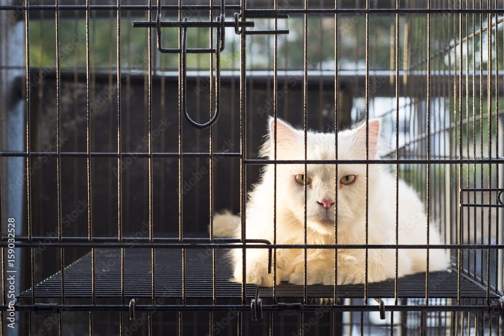 Obraz premium Cat sitting insde of cage