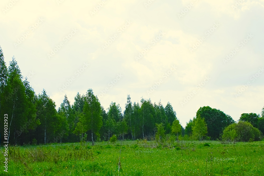 Obraz premium Green spring and summer landscape