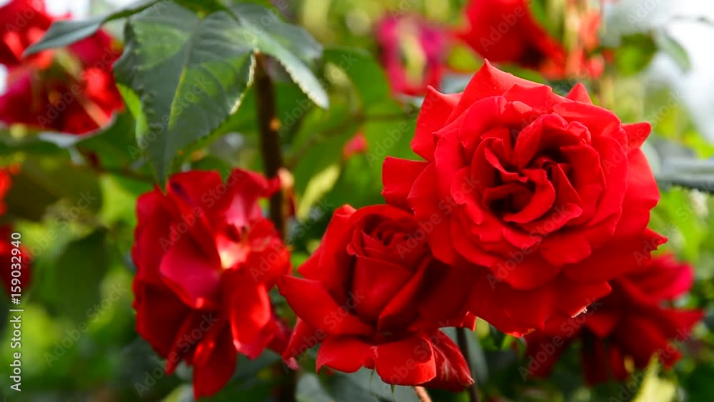 Flower of red rose in the summer garden. Flower of red rose in the summer garden.