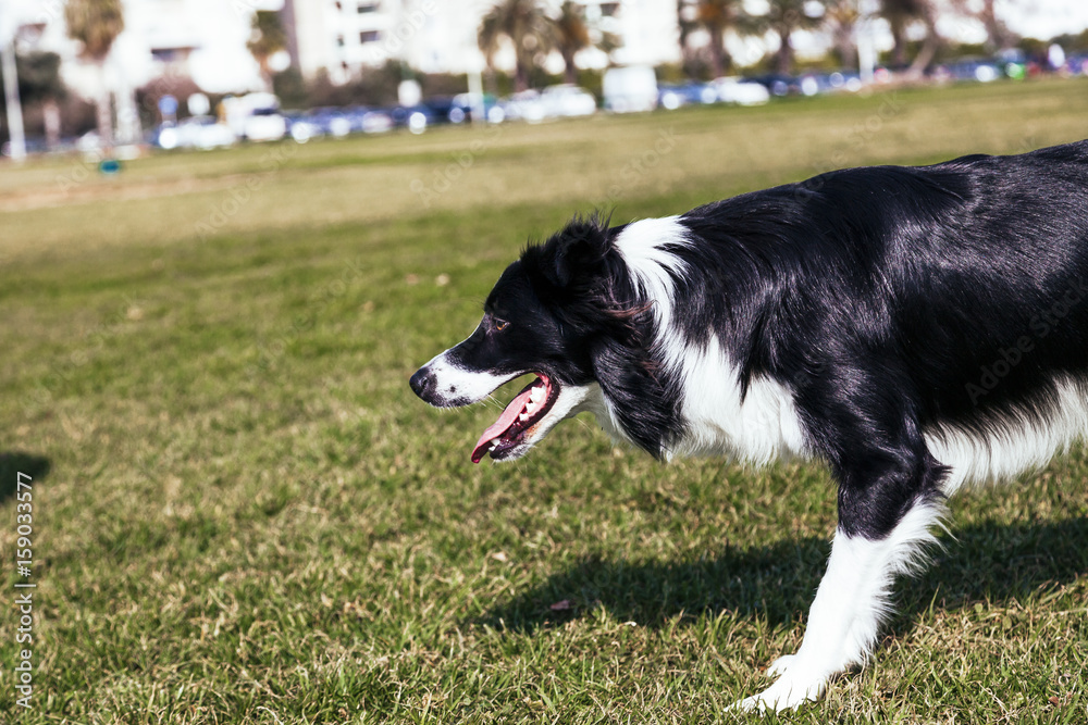 Border Collie Dog Playing in the Park