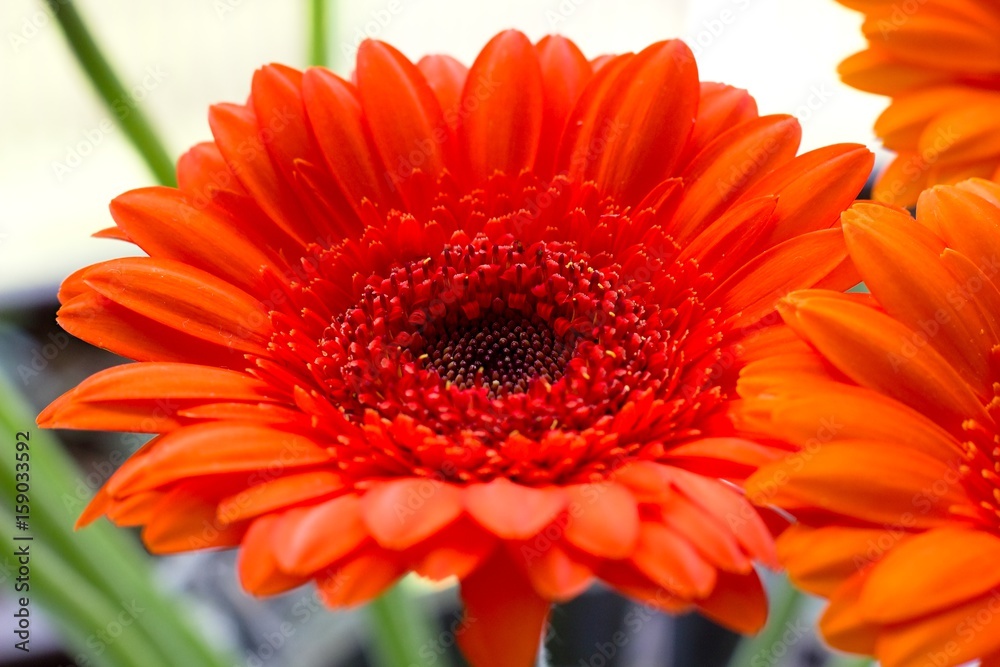 Gerbera flower Gerbera flower