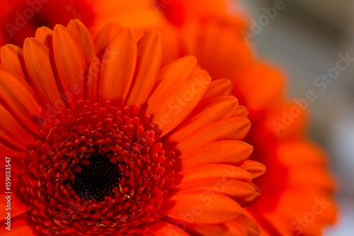 Gerbera flower