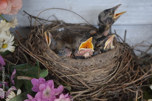 Baby robins