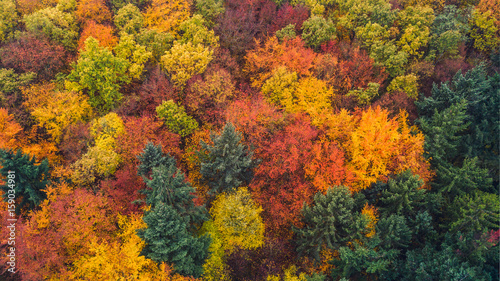 Herbstwald