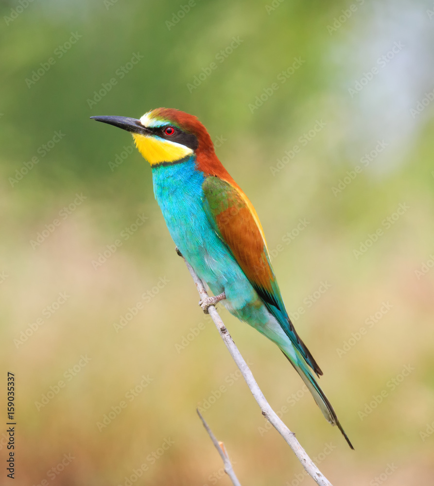 European bee-eater ( Merops Apiaster ) sitting on the branch. Blurry background European bee-eater ( Merops Apiaster ) sitting on the branch. Blurry background