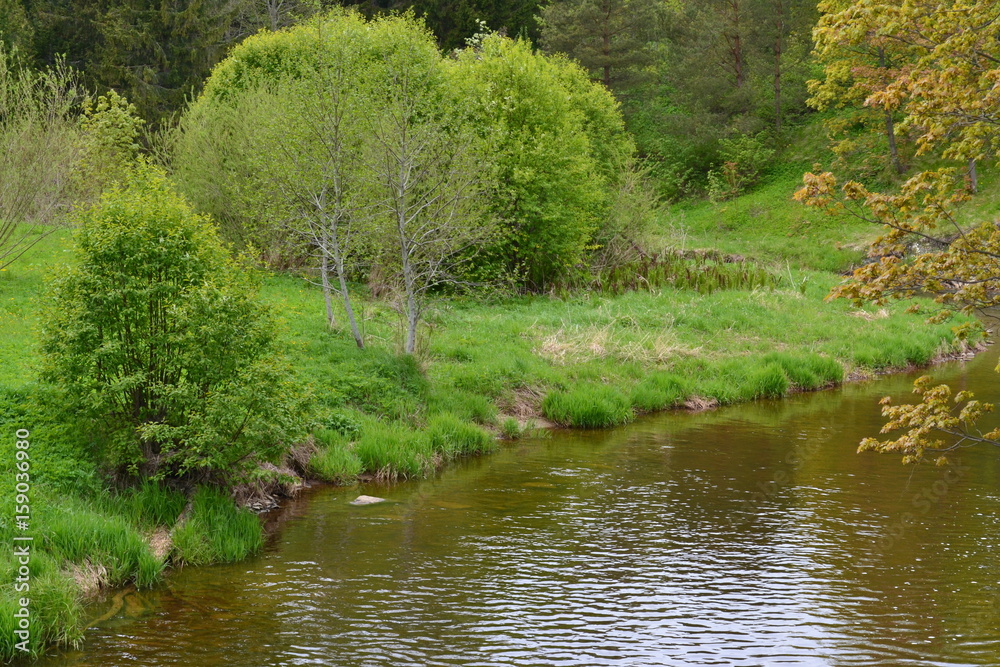 Forest River