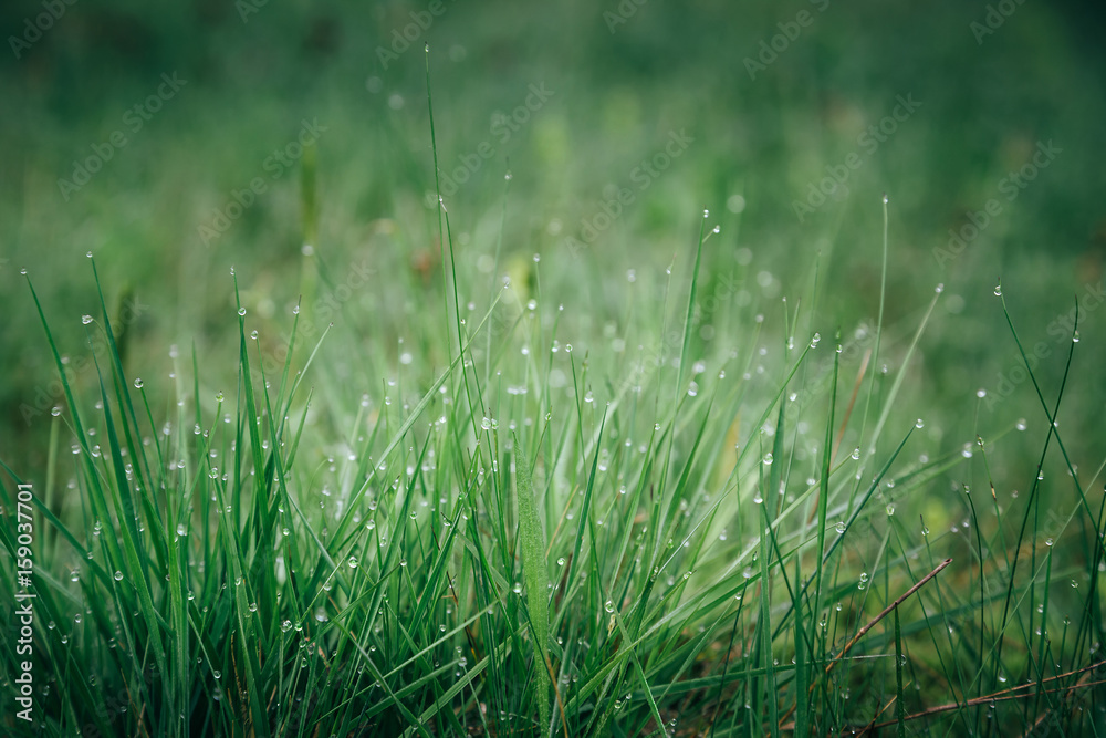 Fresh green grass with morning water drops in mountains, natural background. Close up with shallow focus