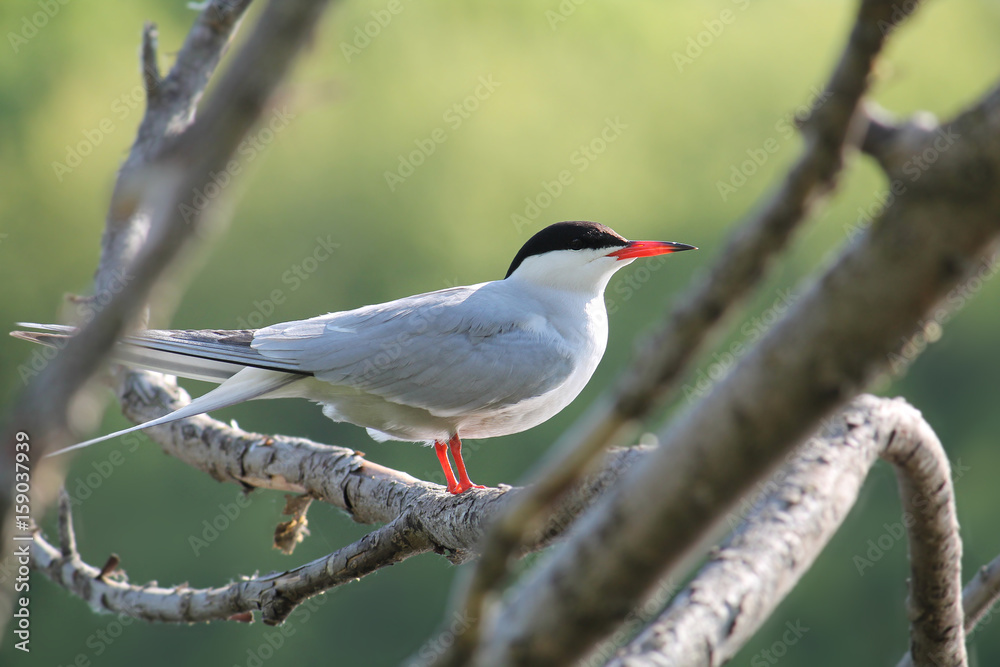 Common tern (Sterna hirundo) sitting on tree branch Common tern (Sterna hirundo) sitting on tree branch