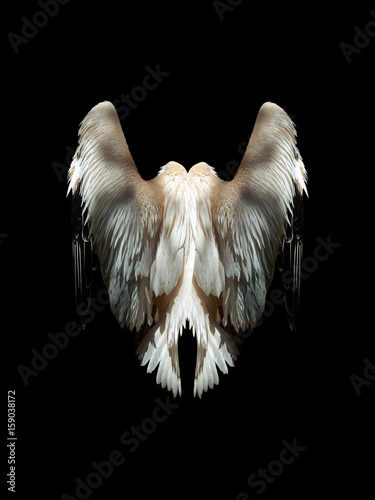 Plumage of a large bird