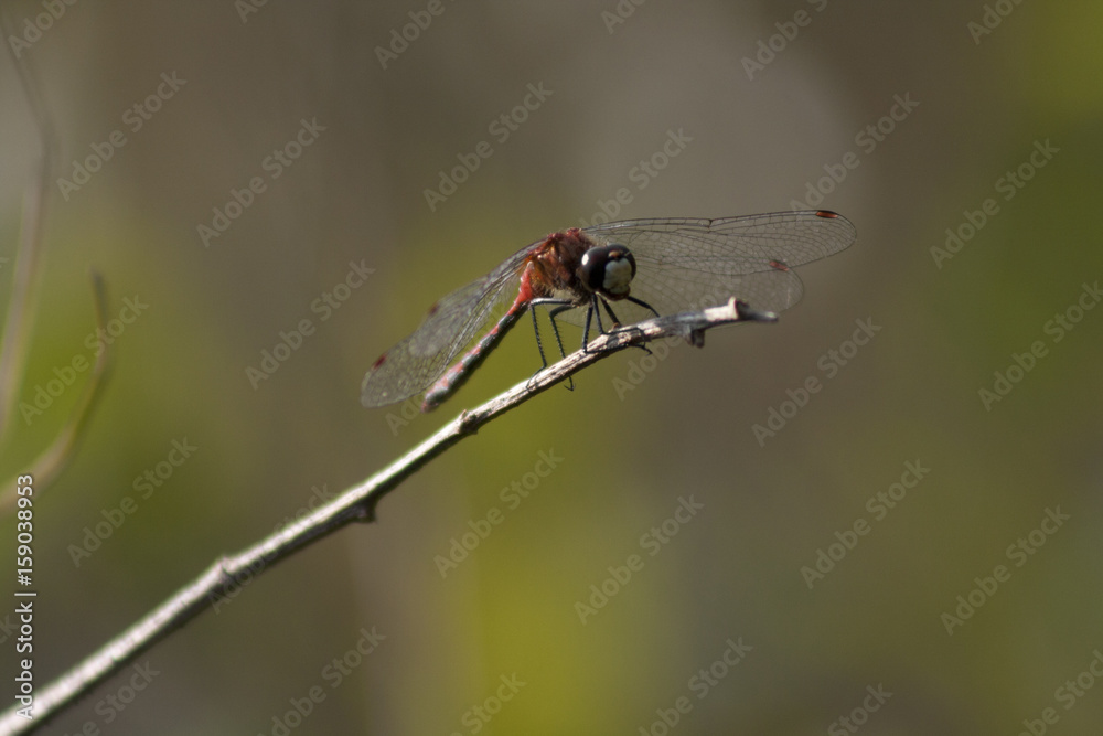 White-faced meadowhawk (Sympetrum obtrusum) perched on a branch. Red dragonfly on a twig isolated on a green background. White-faced meadowhawk (Sympetrum obtrusum) perched on a branch. Red dragonfly on a twig isolated on a green background.