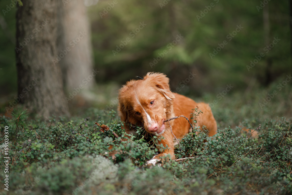 Dog Nova Scotia duck tolling Retriever outdoors in the morning